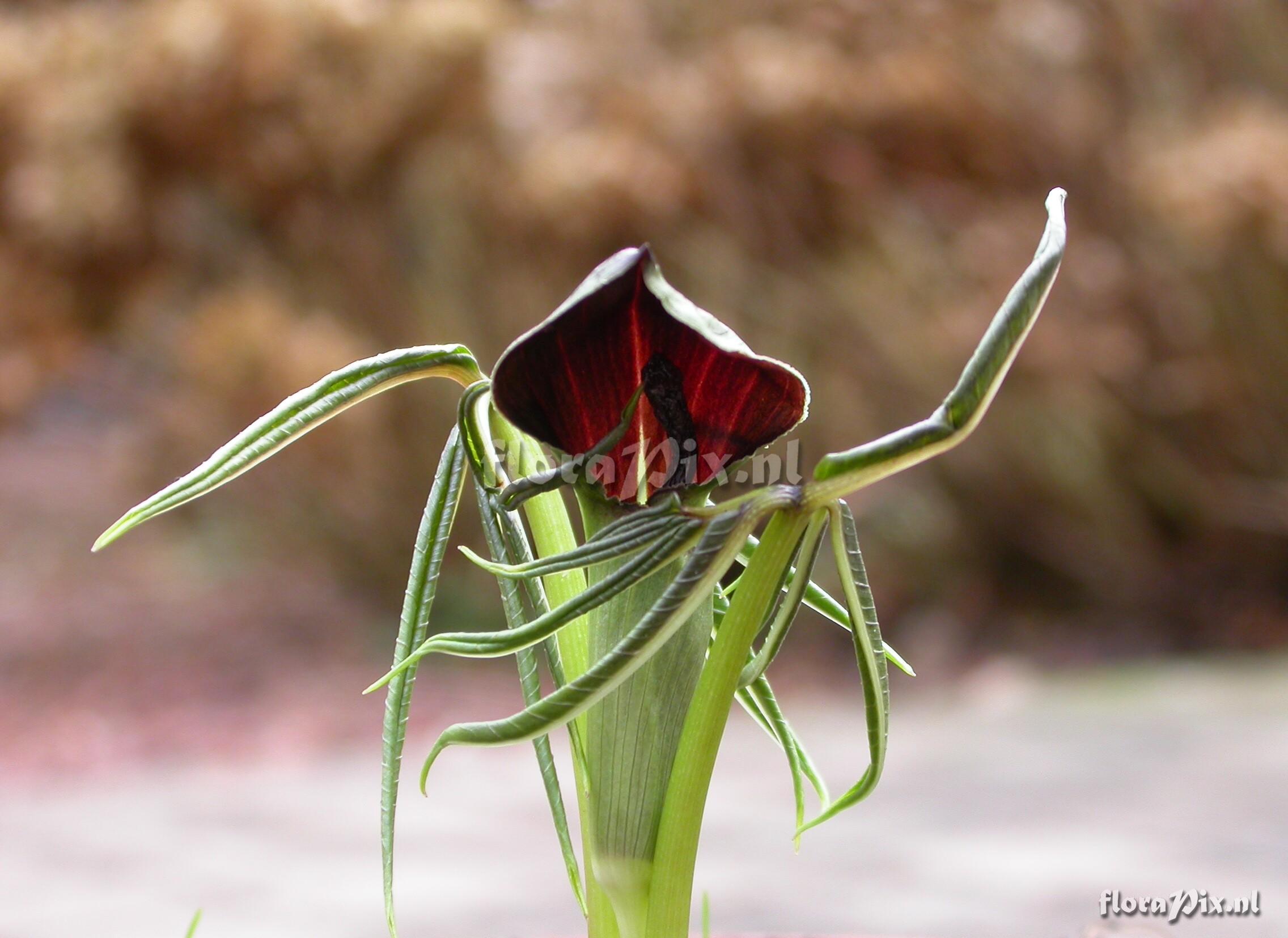 Arisaema clavatum