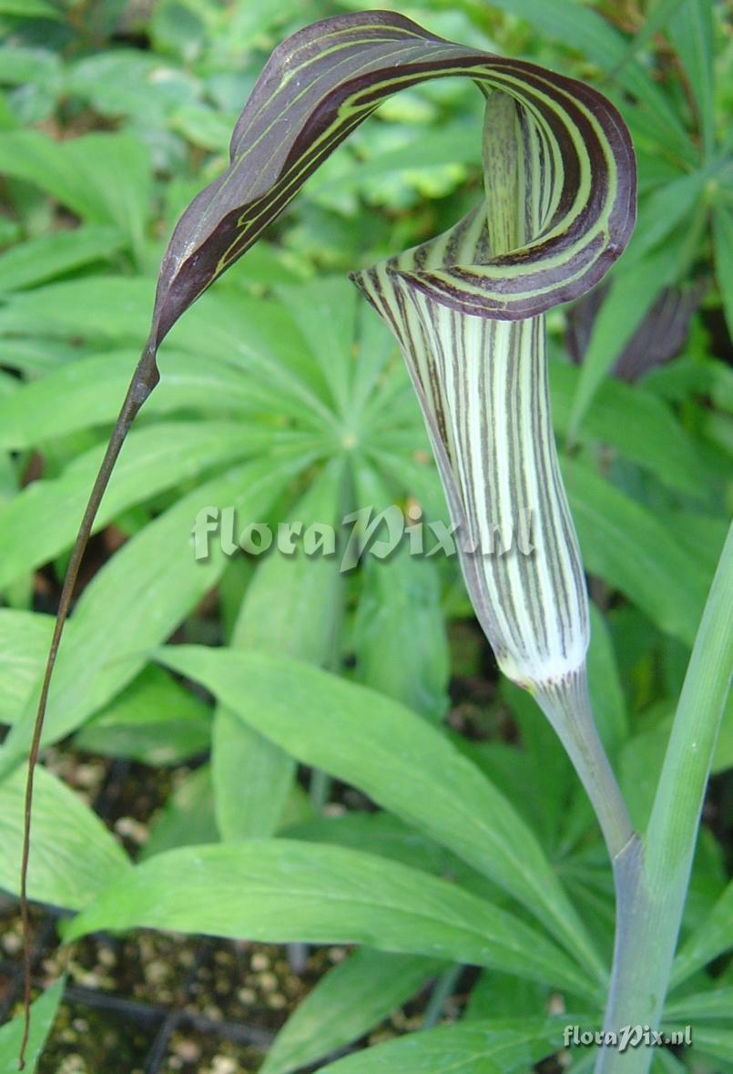 Arisaema ciliatum v. liubaense