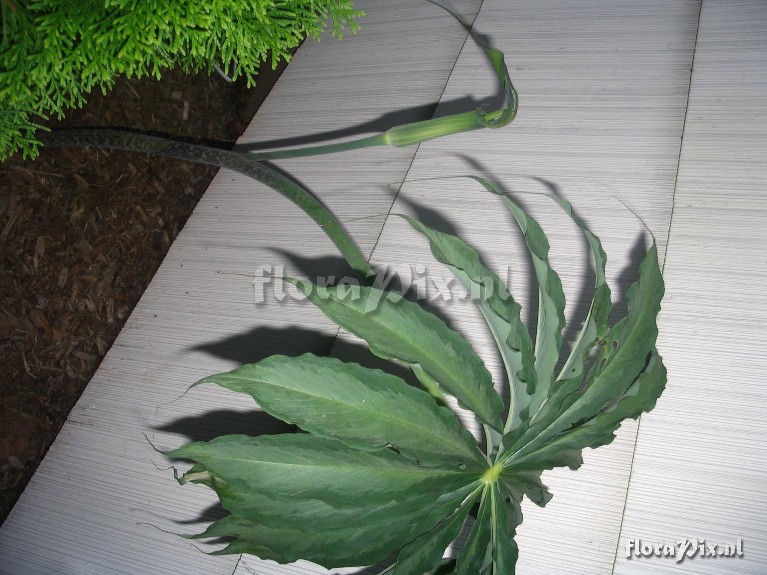 Arisaema consanguineum Silver Center