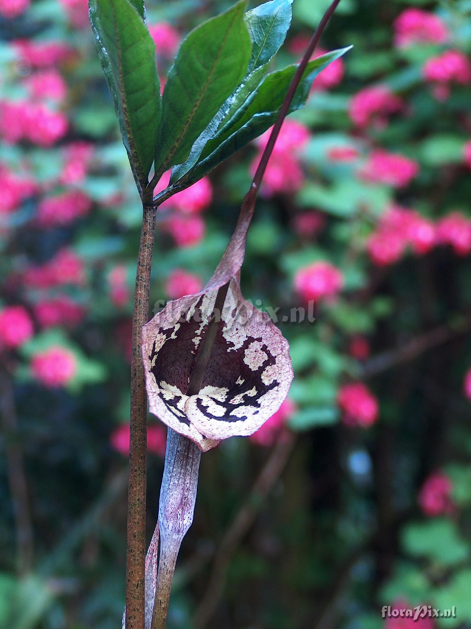 Arisaema cordatum