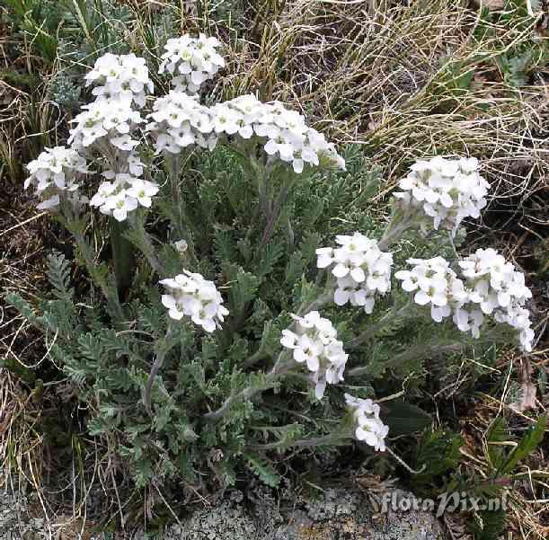 Smelowskia calycina