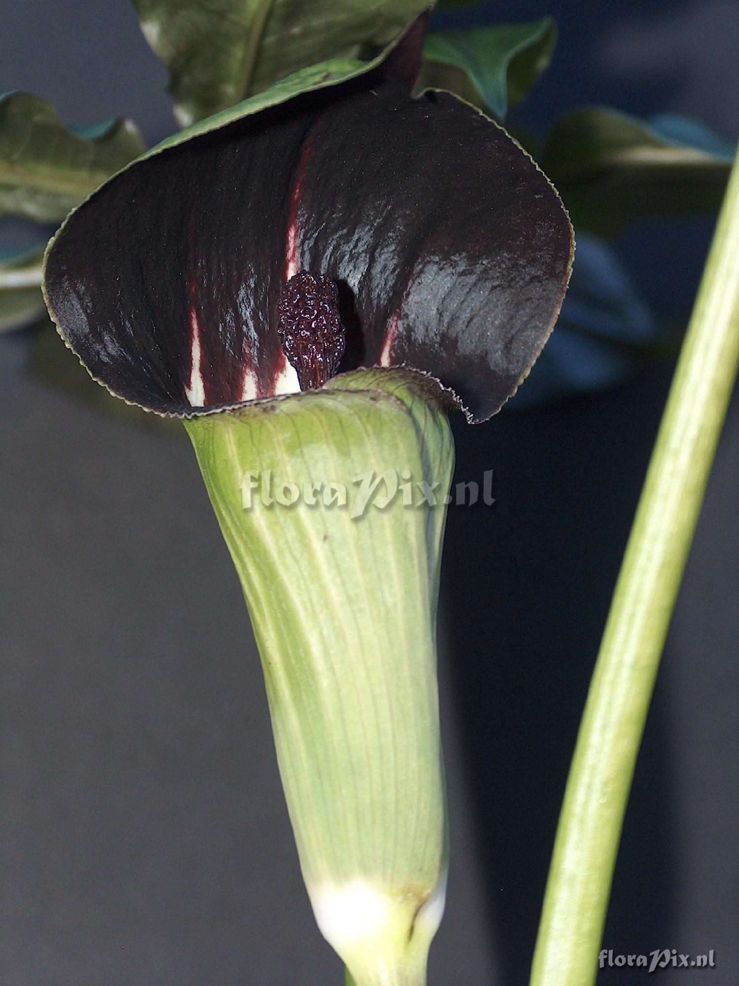 arisaema clavatum