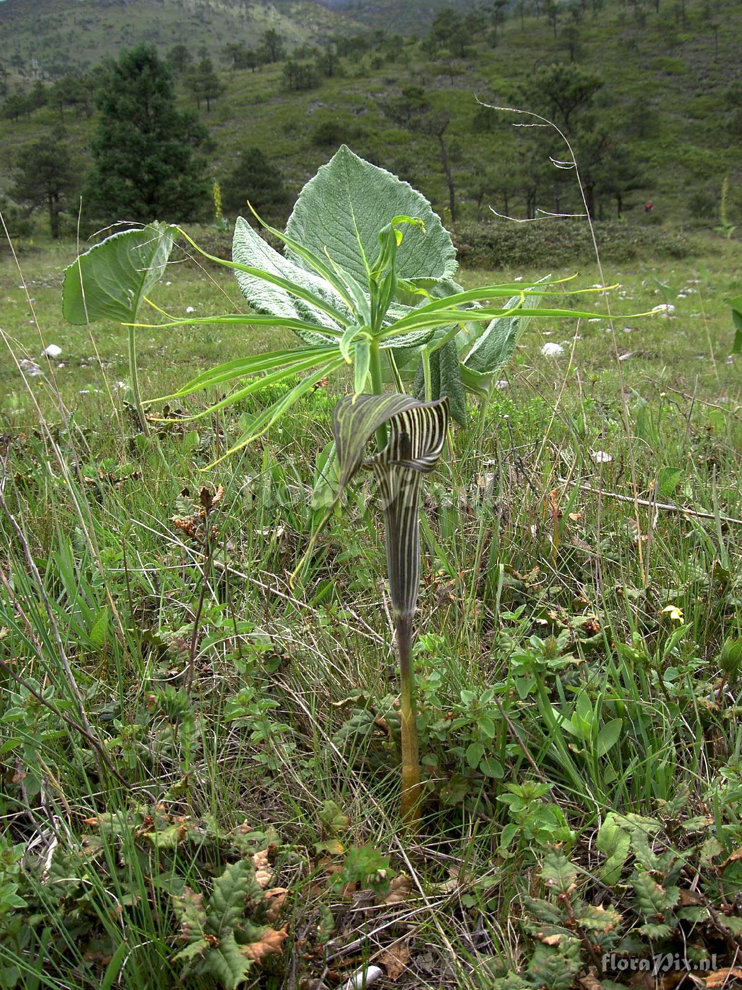 Arisaema ciliatum