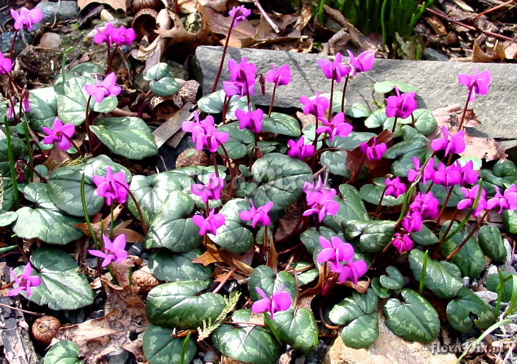 Cyclamen coum abchasicum