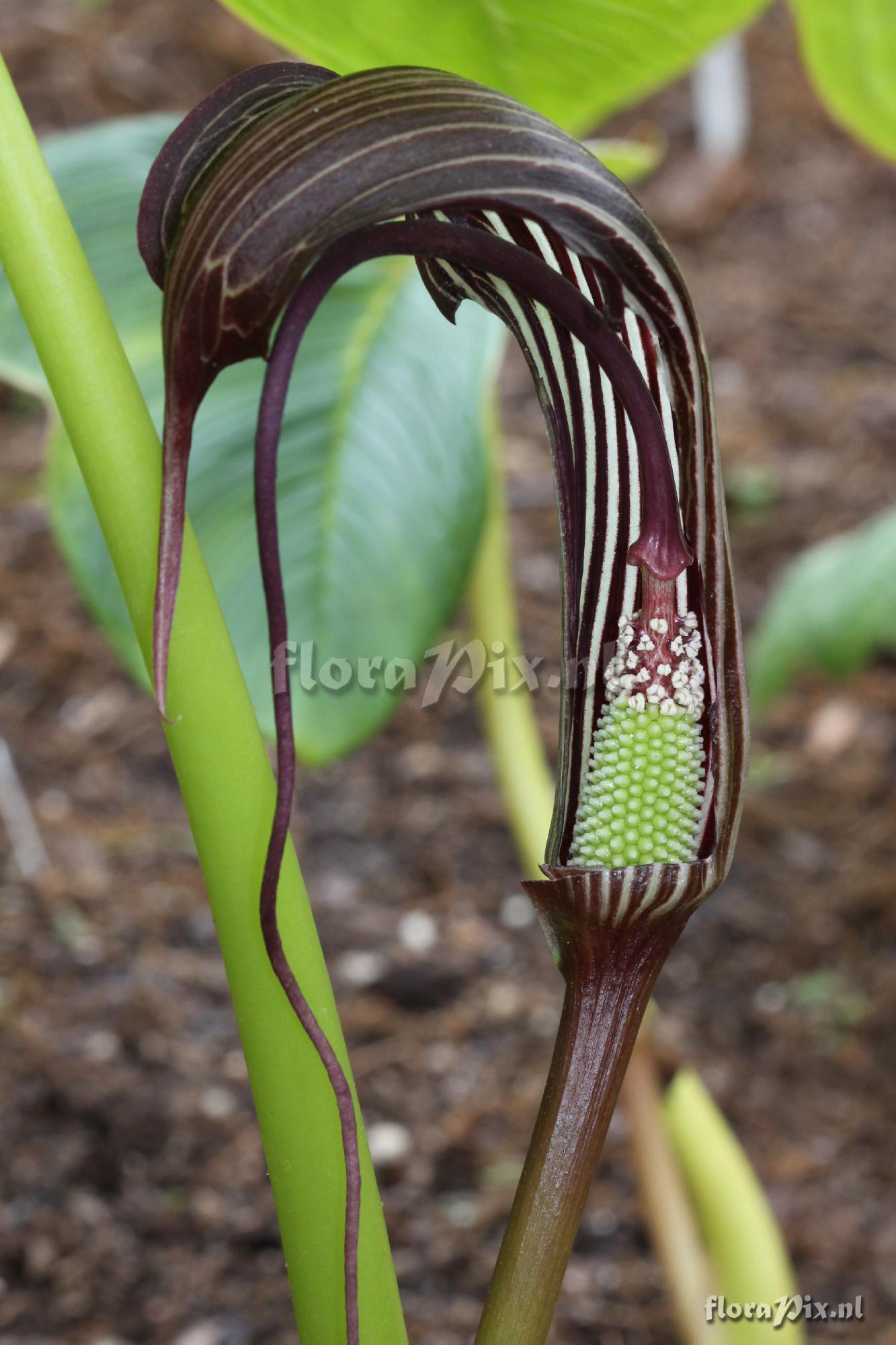 Arisaema costatum