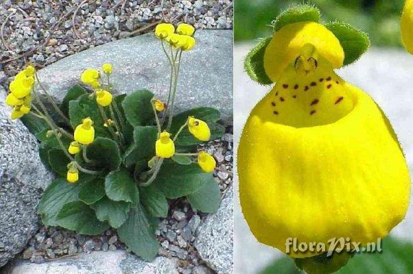 Calceolaria falklandica