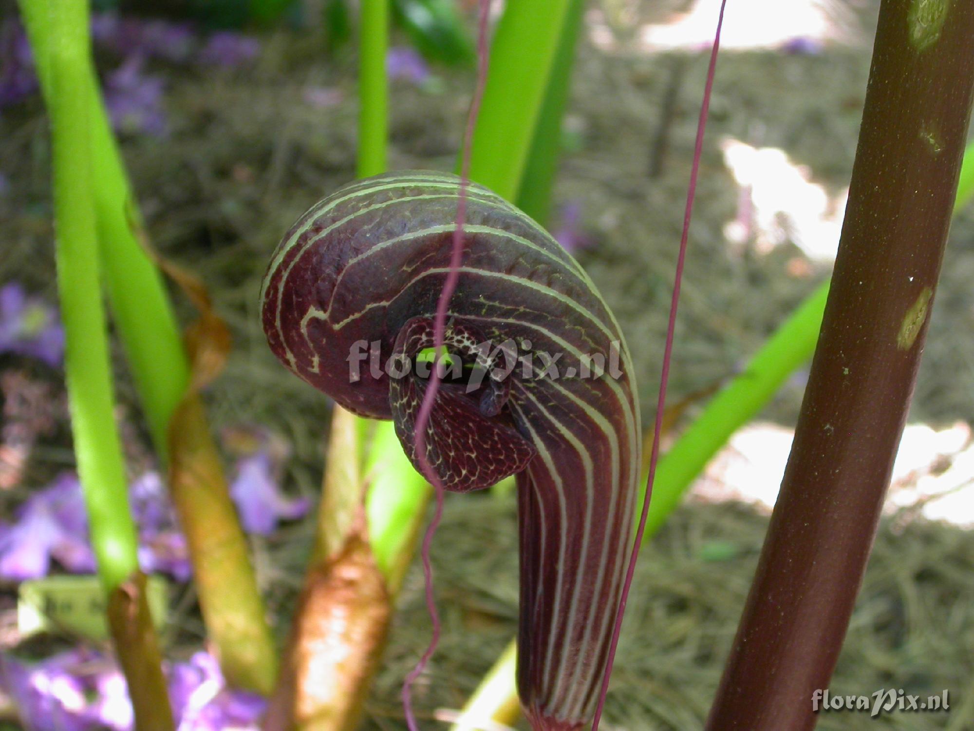 Arisaema dahaiense