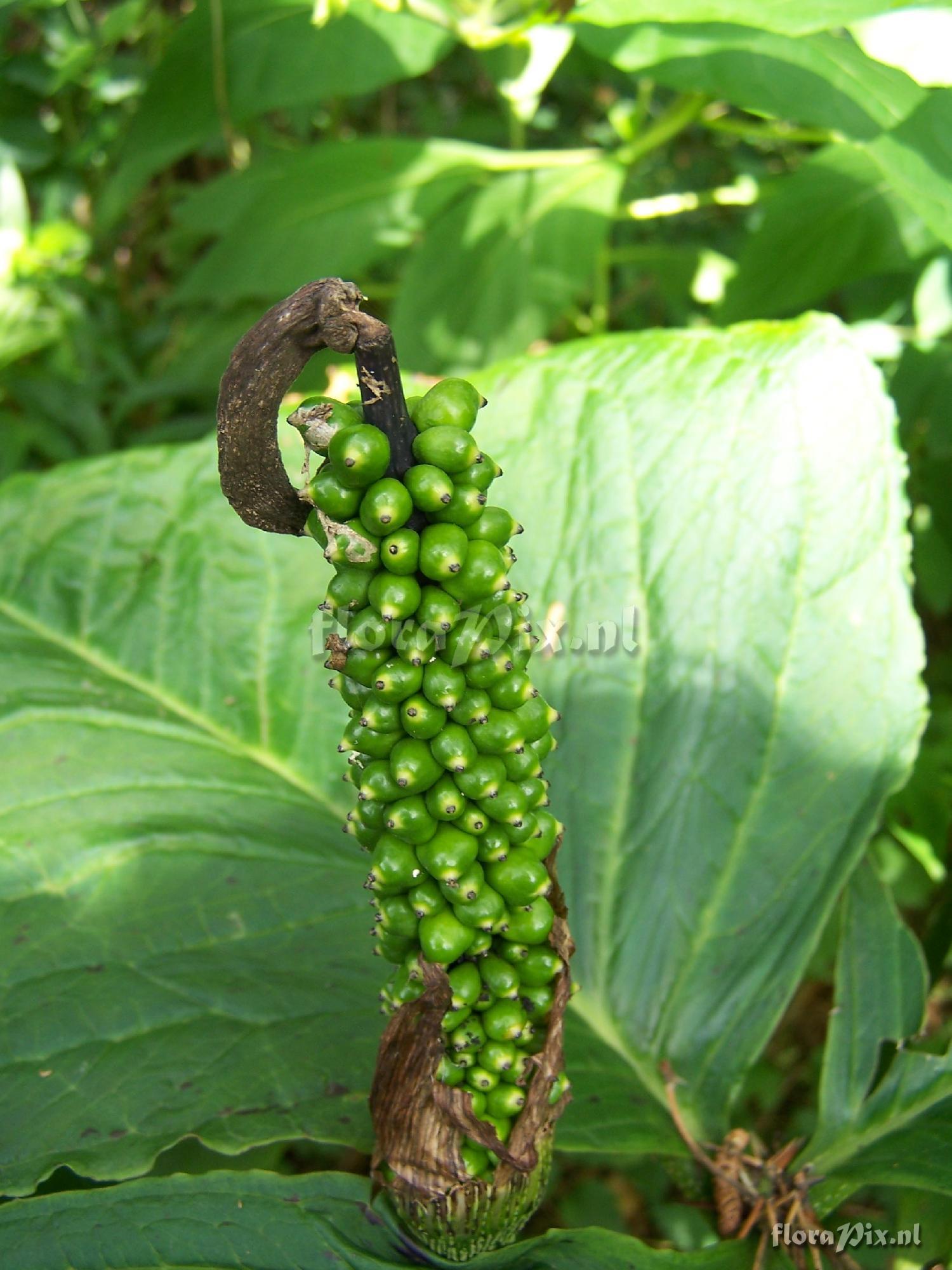 Arisaema dilatatum