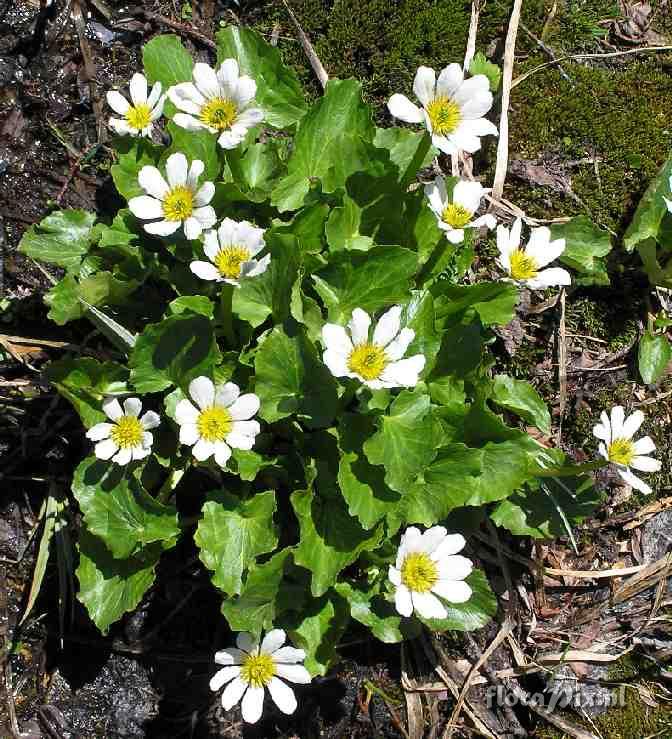 Caltha leptosepala