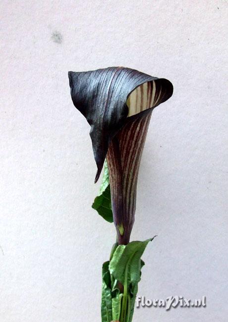 Arisaema engleri