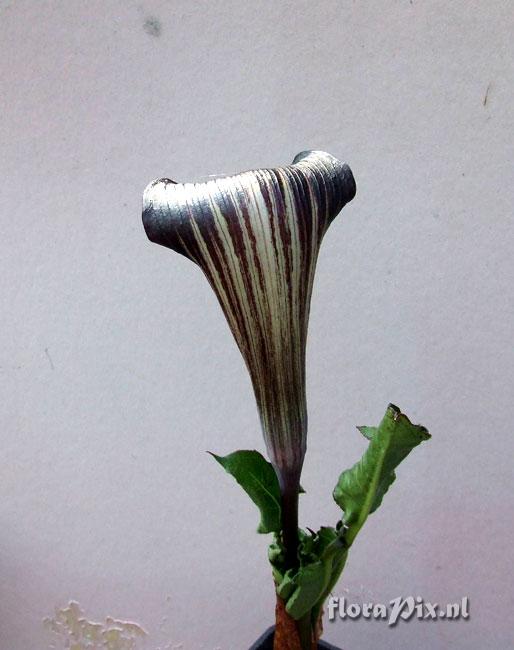 Arisaema engleri