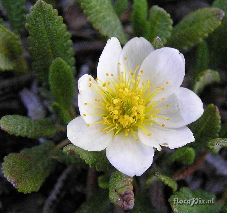 Dryas octopetala