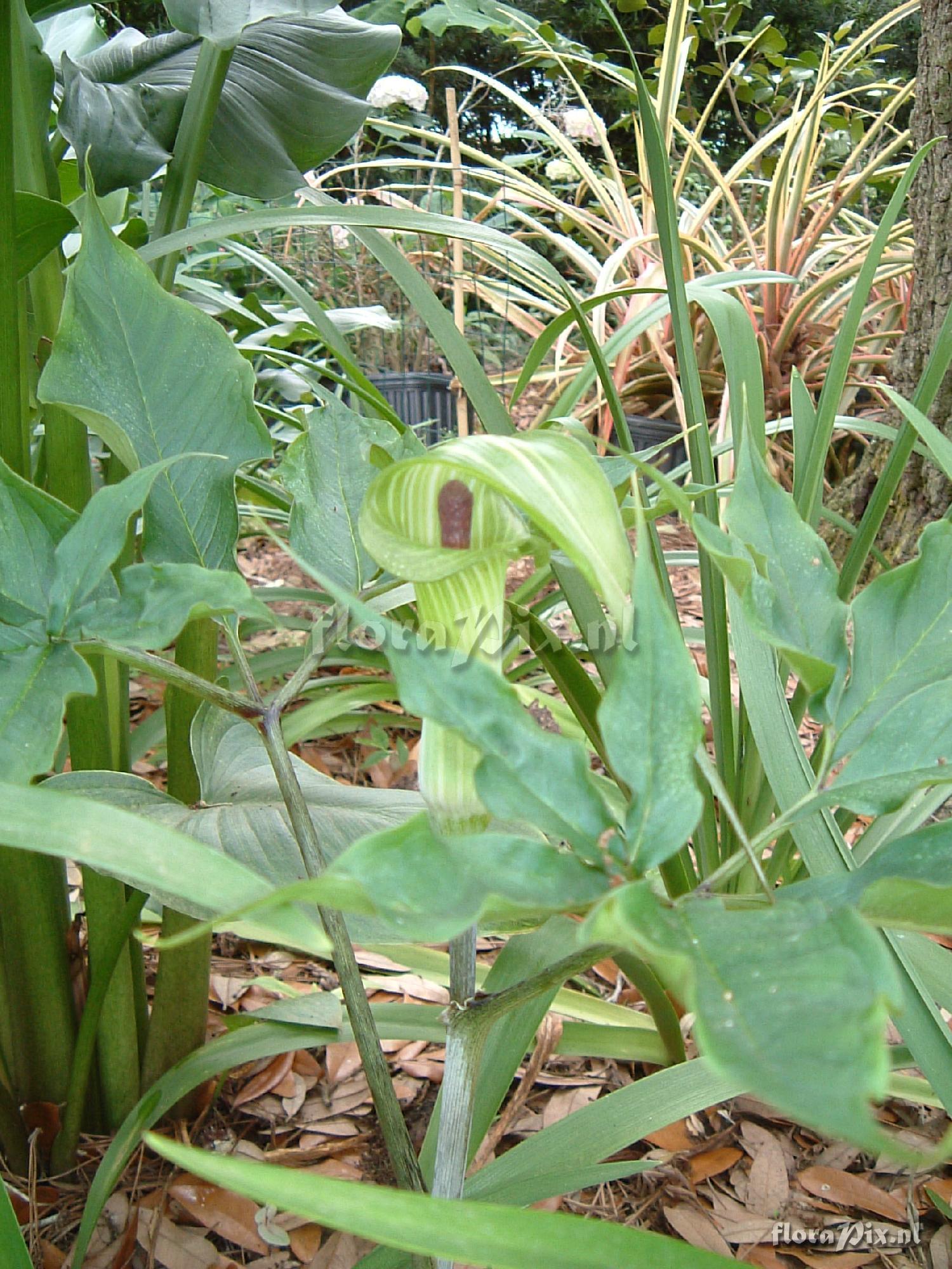 Arisaema ehimense