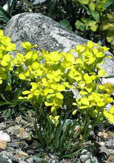 Erysimum asperum