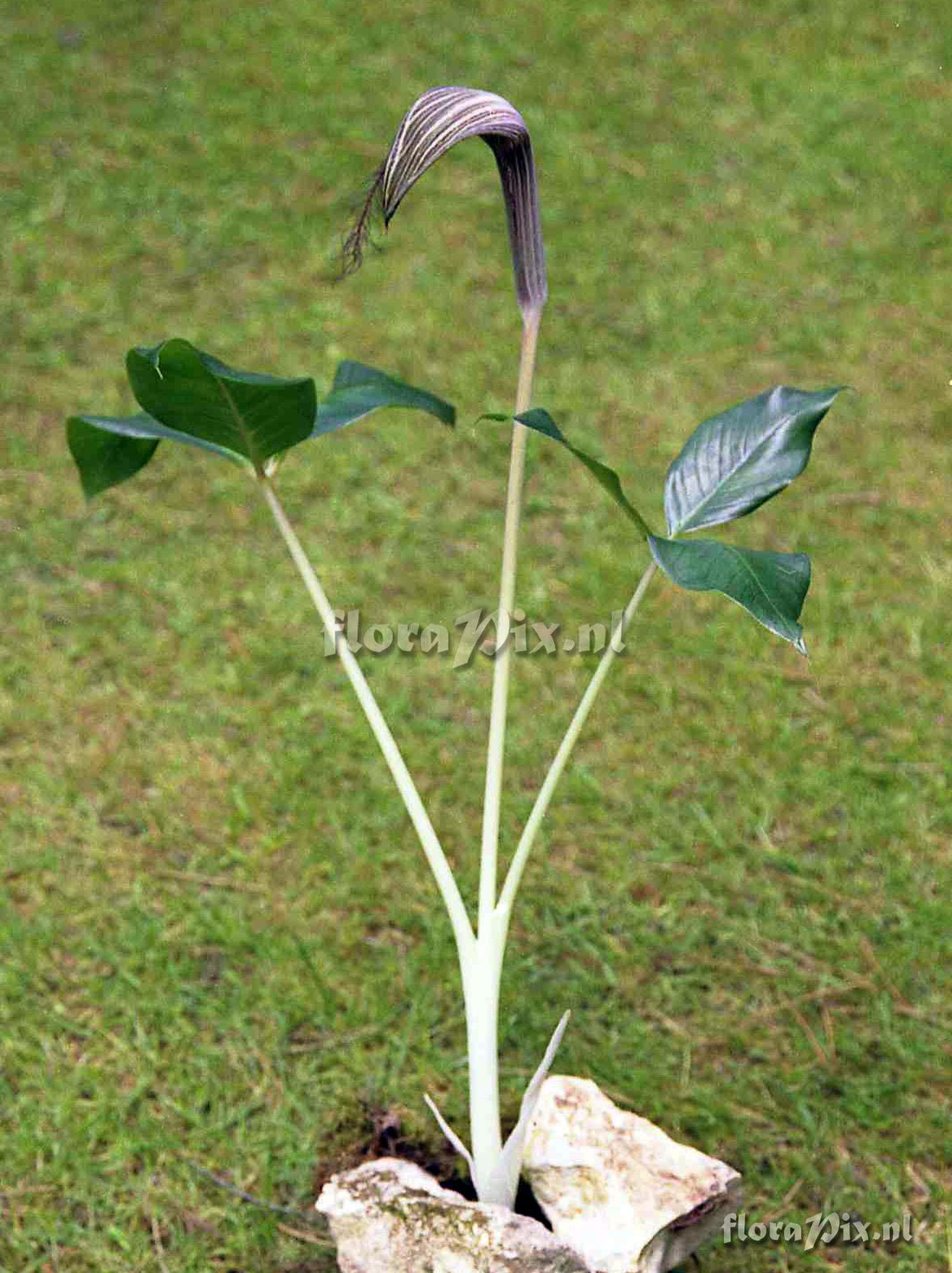 Arisaema fimbriatum subsp. fimbriatum