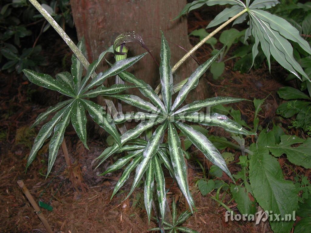 Arisaema formosanum bicolorifolium
