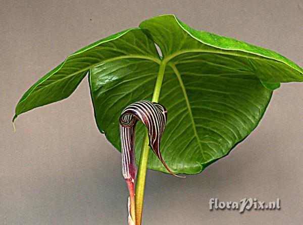 Arisaema fargesii