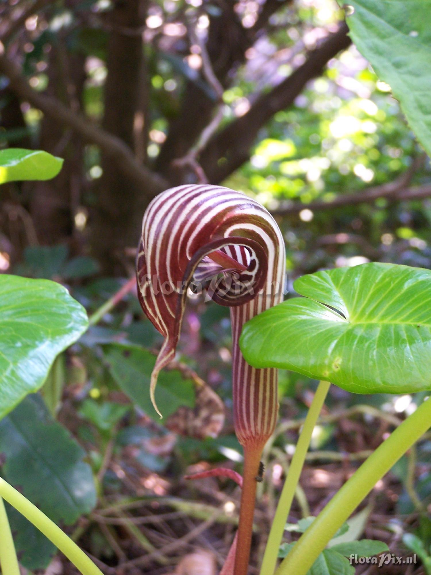 Arisaema franchetianum