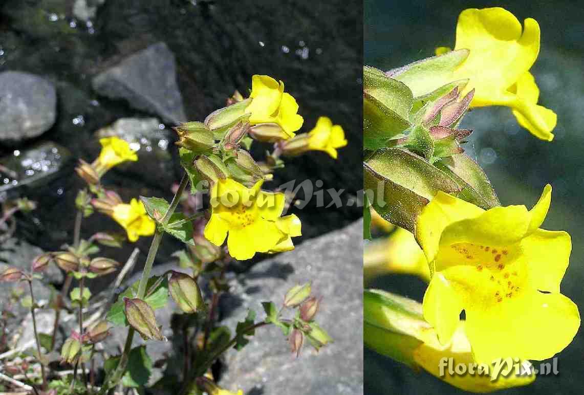 Mimulus guttatus