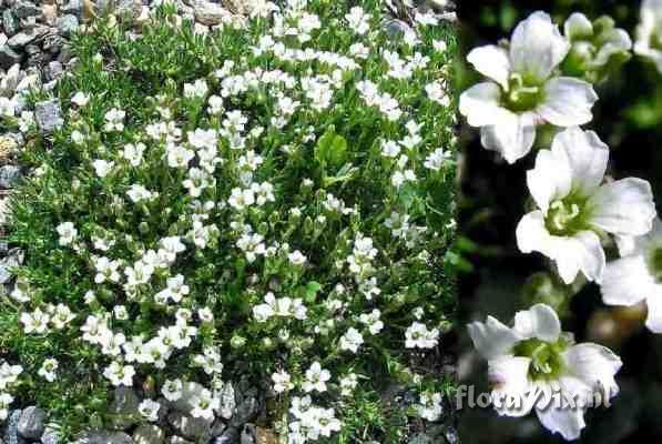 Minuartia obtusiloba