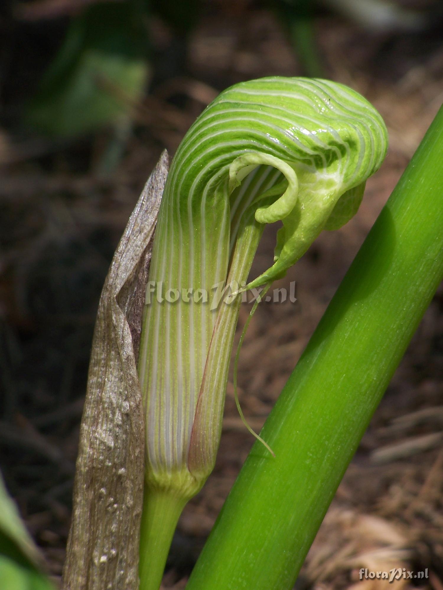 arisaema galeatum