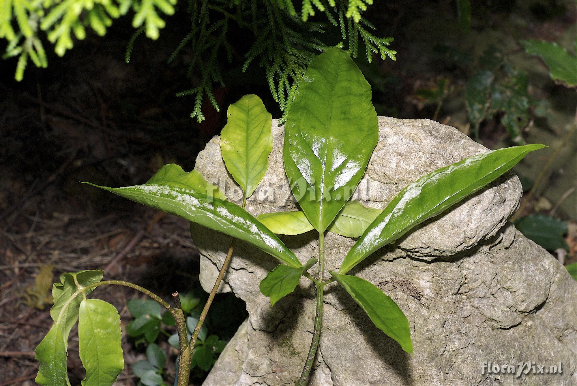 Arisaema grapsospadix