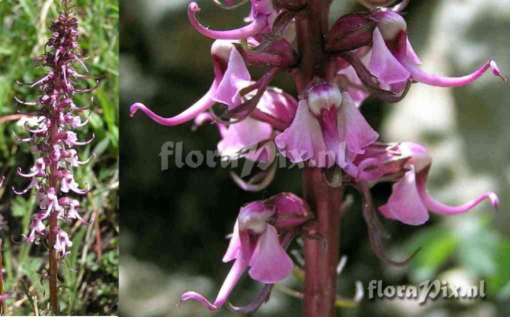 Pedicularis groenlandica