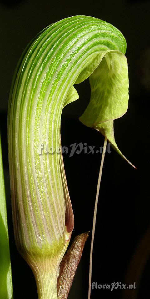 Arisaema galeatum