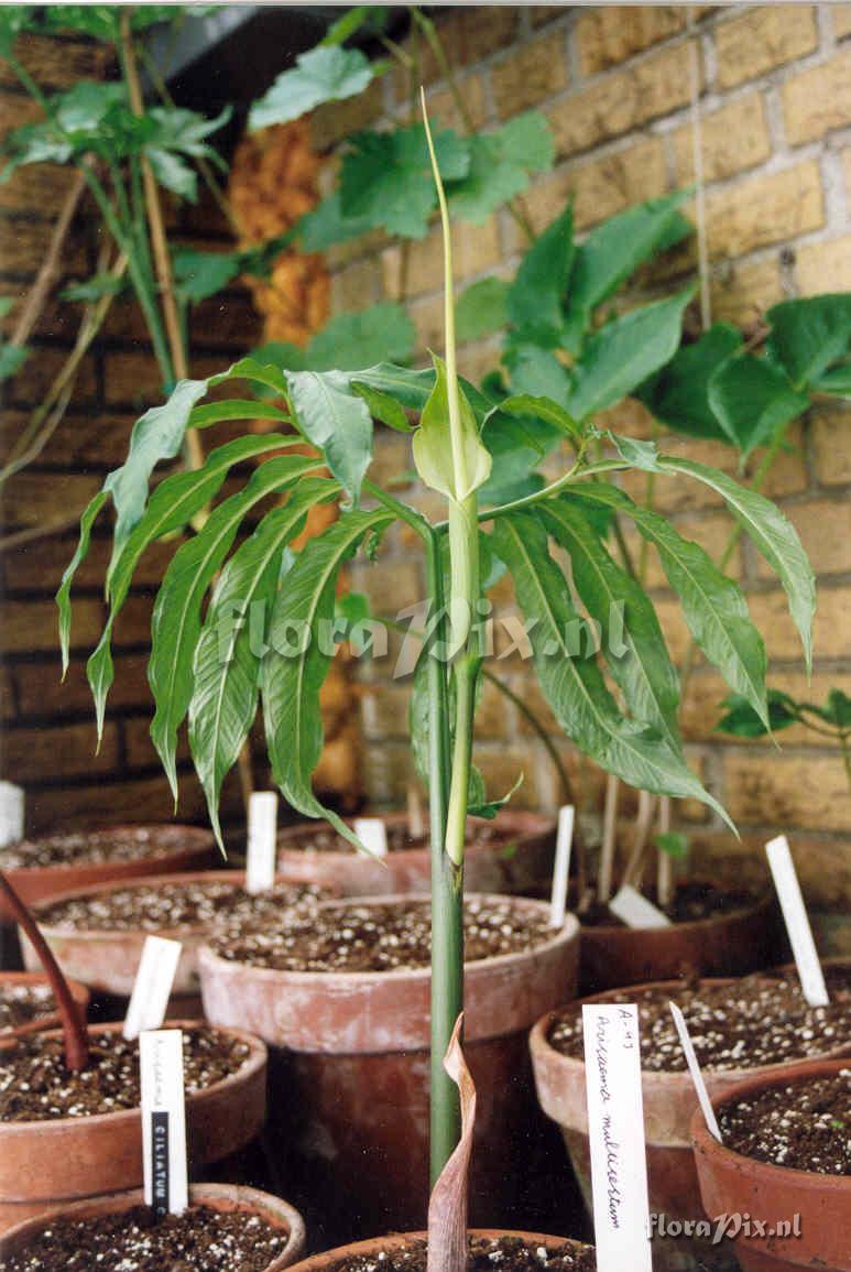 Arisaema heterophyllum