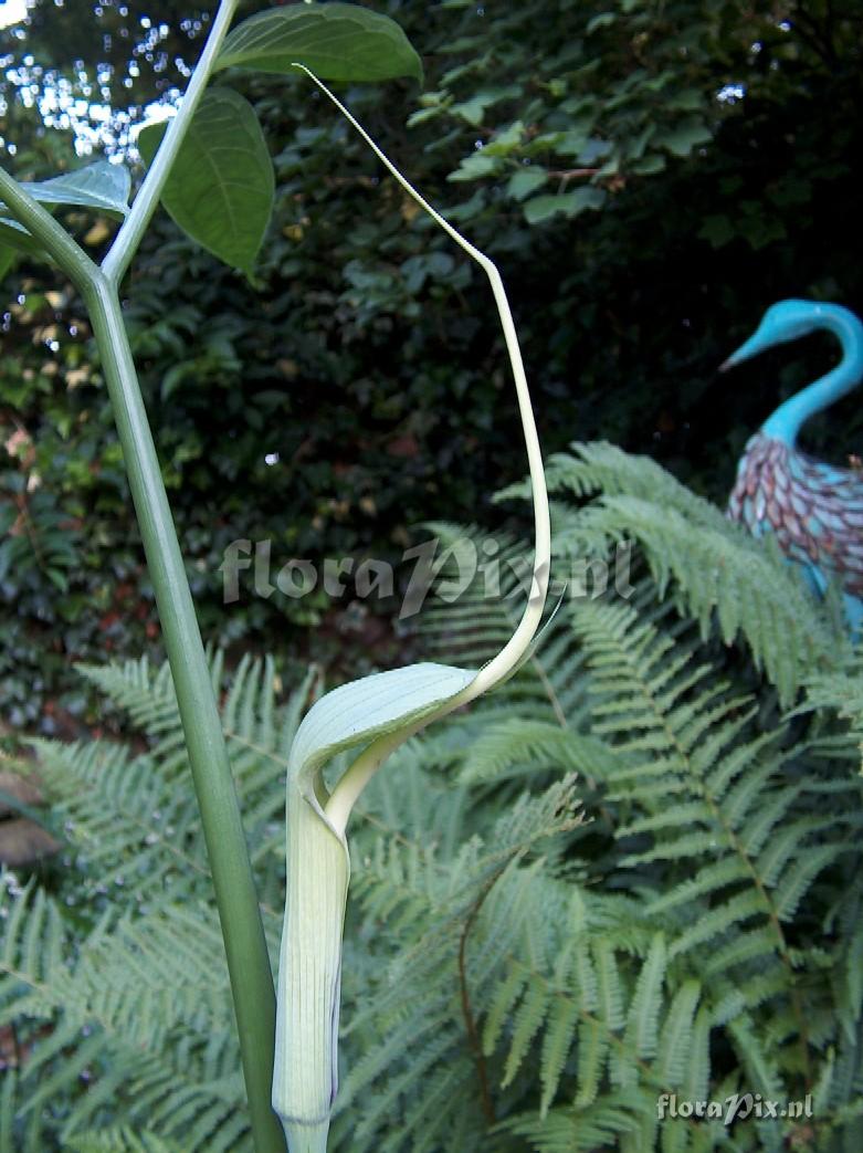 Arisaema heterophyllum