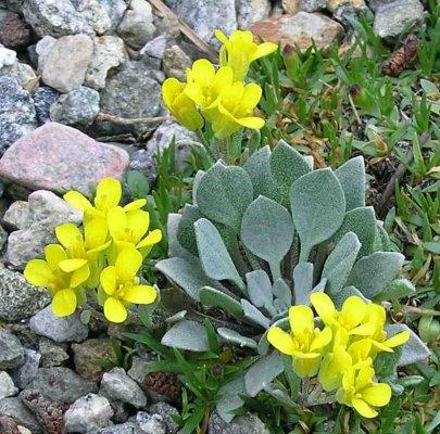 Physaria alpina