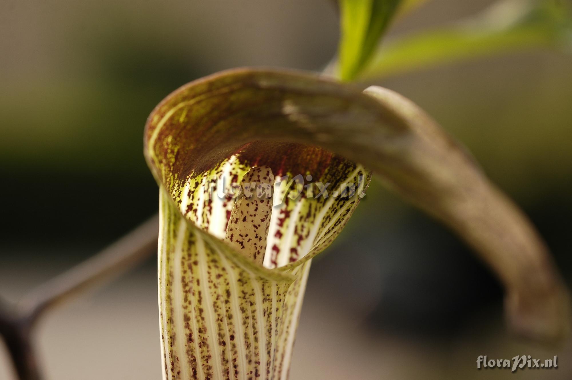 Arisaema iyoanum