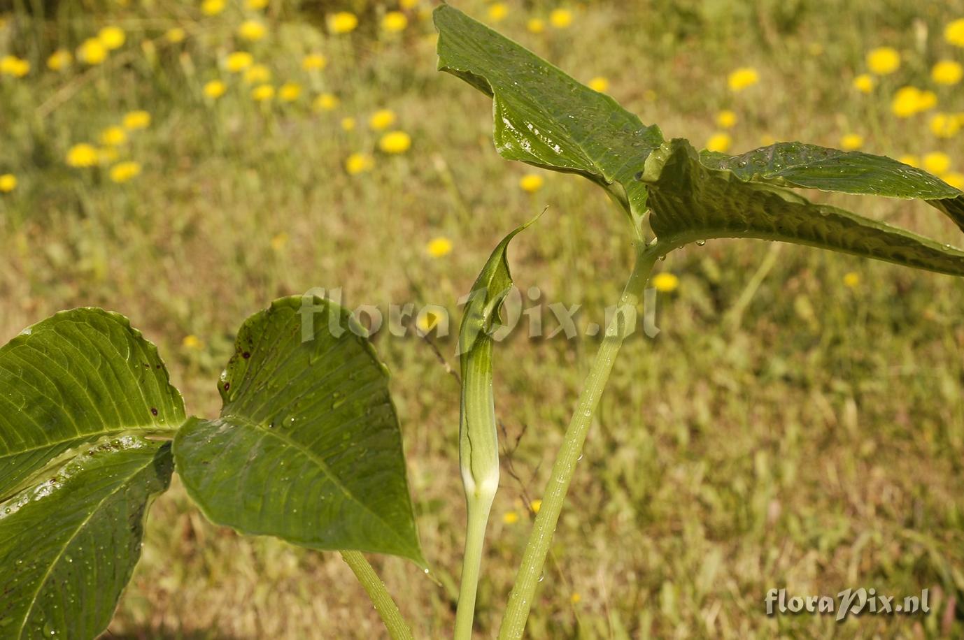 Arisaema jinshajiangense