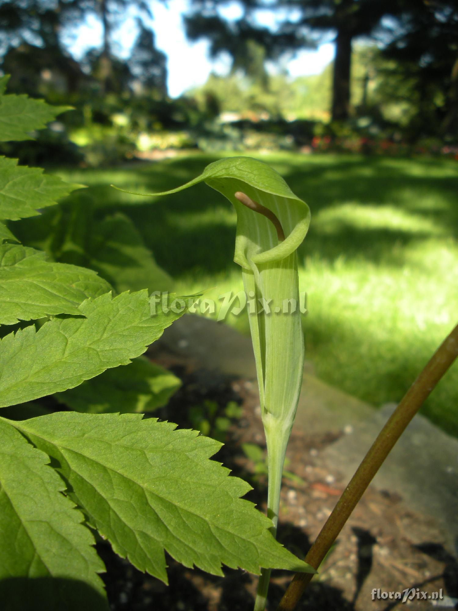 Arisaema jacquemontii