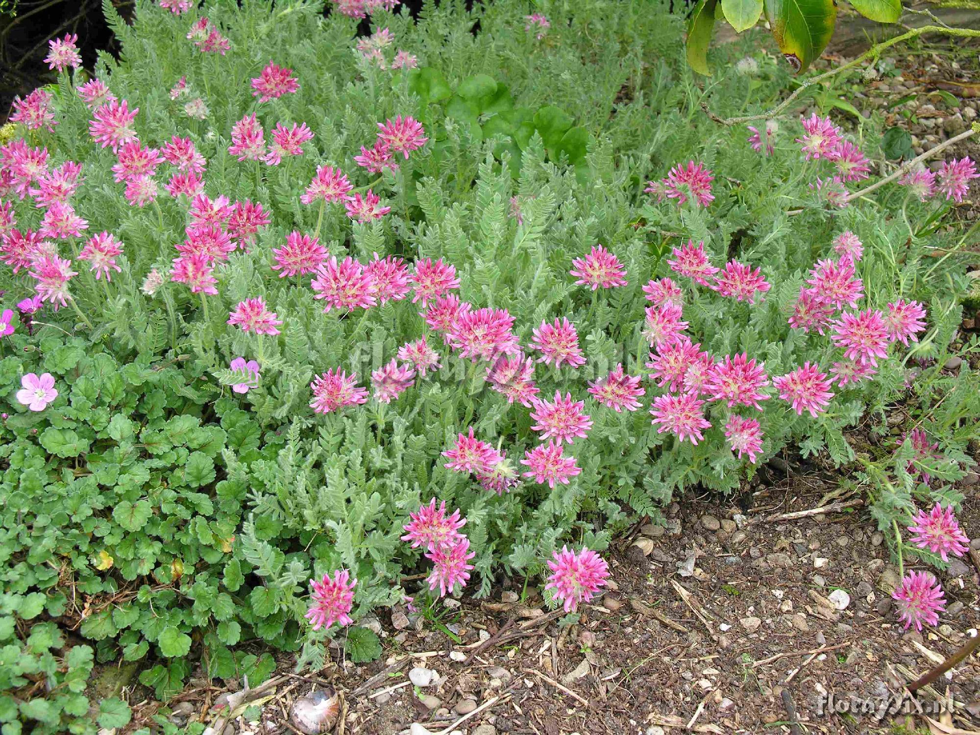 Astragalus sp