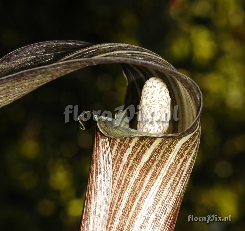 Arisaema kishidae