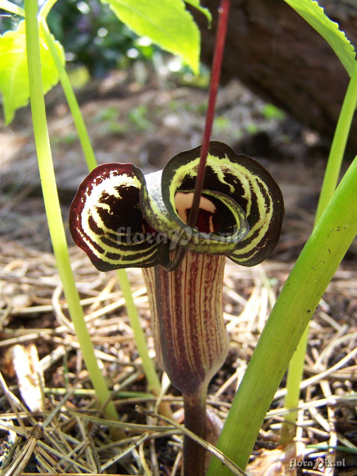 arisaema kiushianum