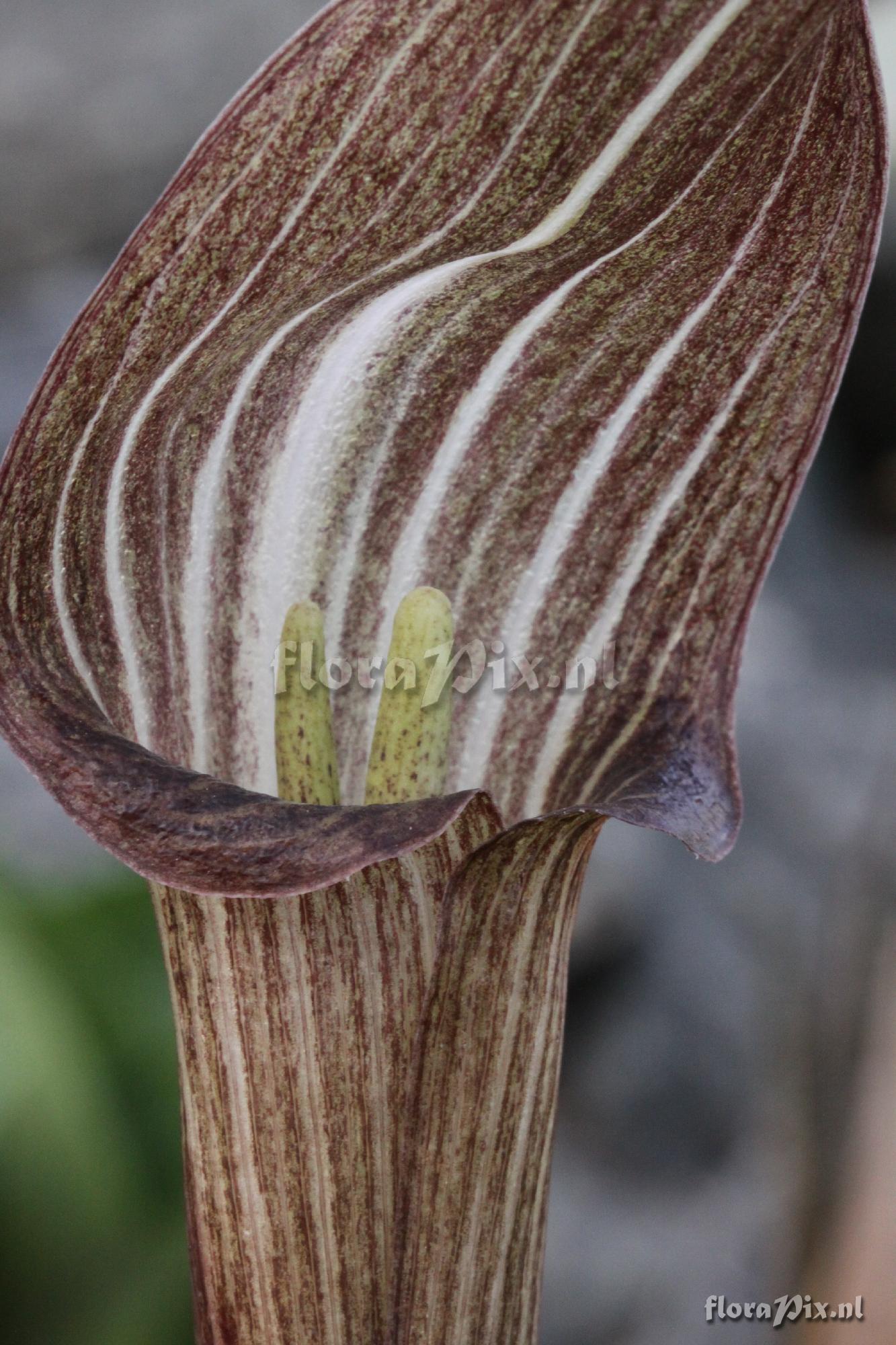 Arisaema kishidae