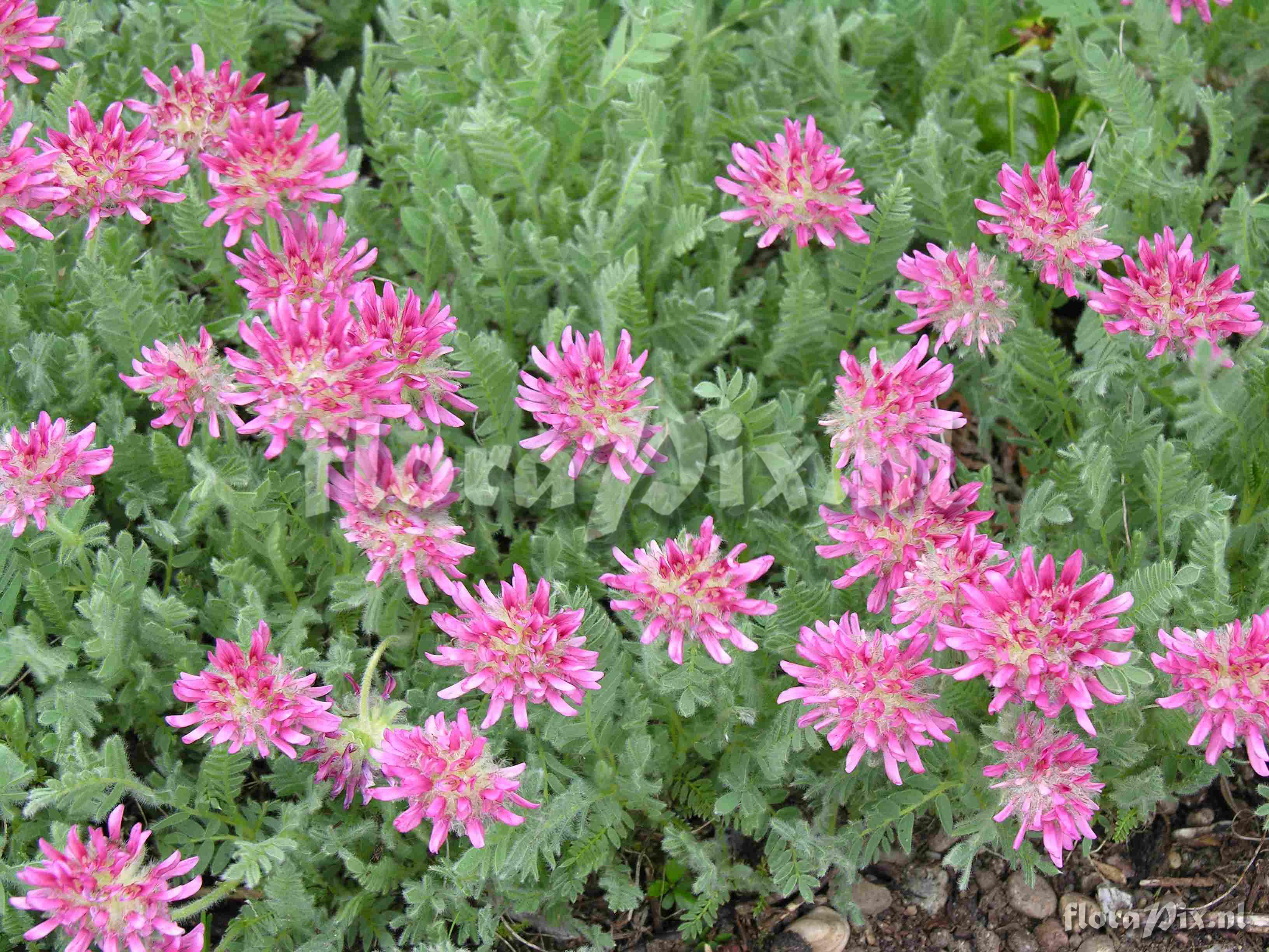 Astragalus sp