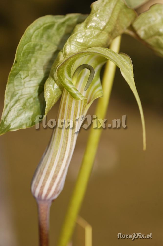 Arisaema lichiangense