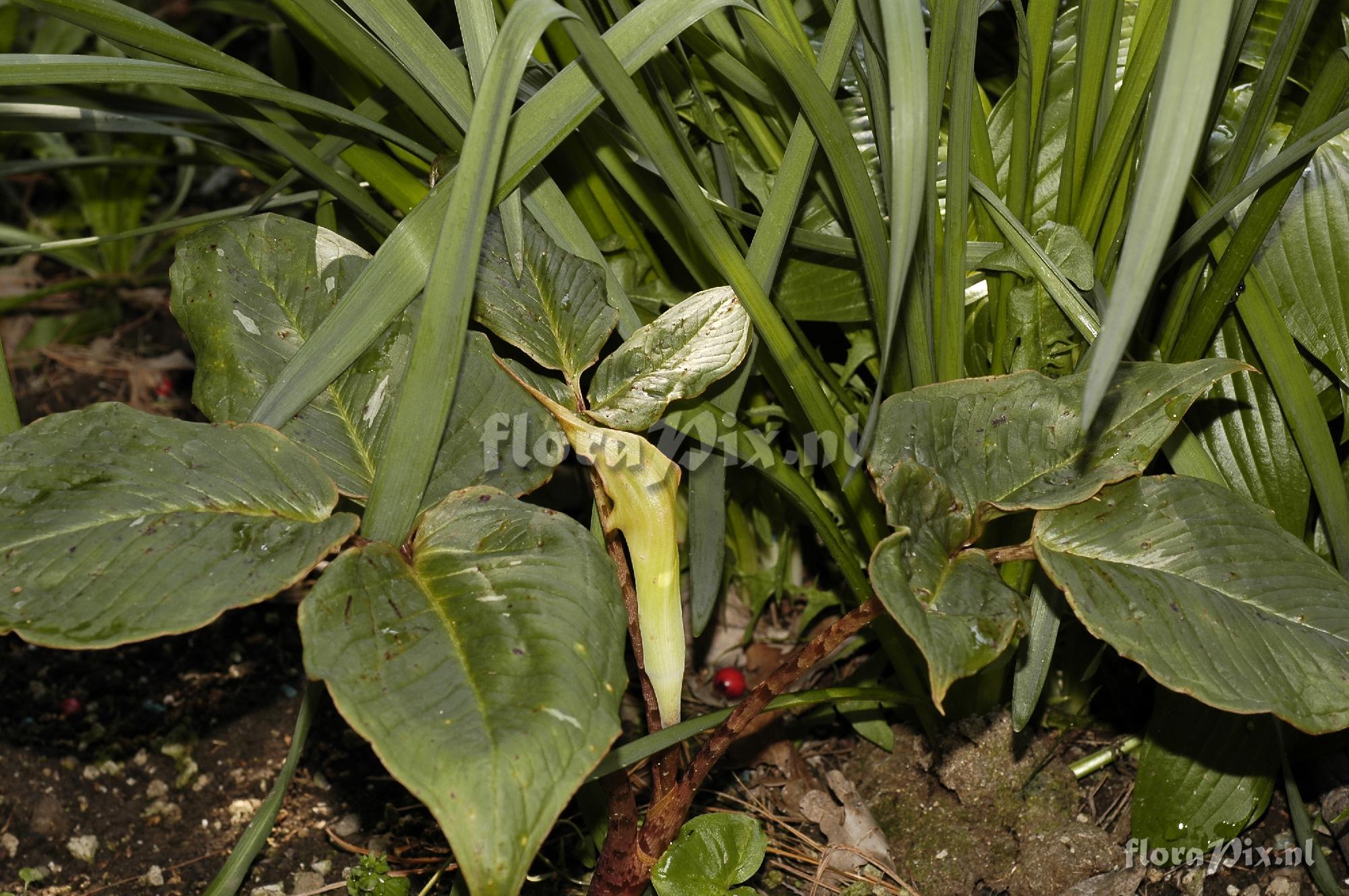 Arisaema Lobatum variety