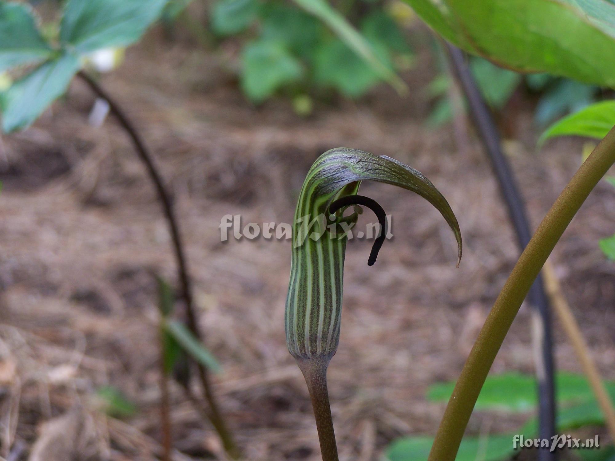 Arisaema lichiangense