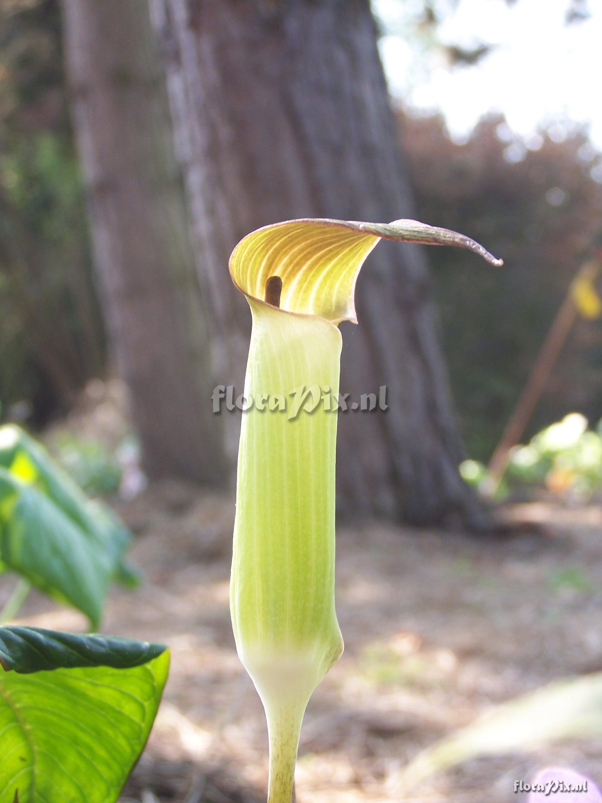 Arisaema lobatum