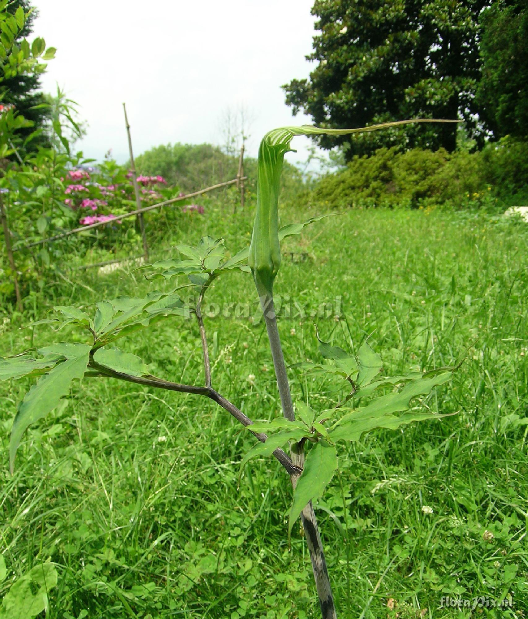 Arisaema Maximowiczii