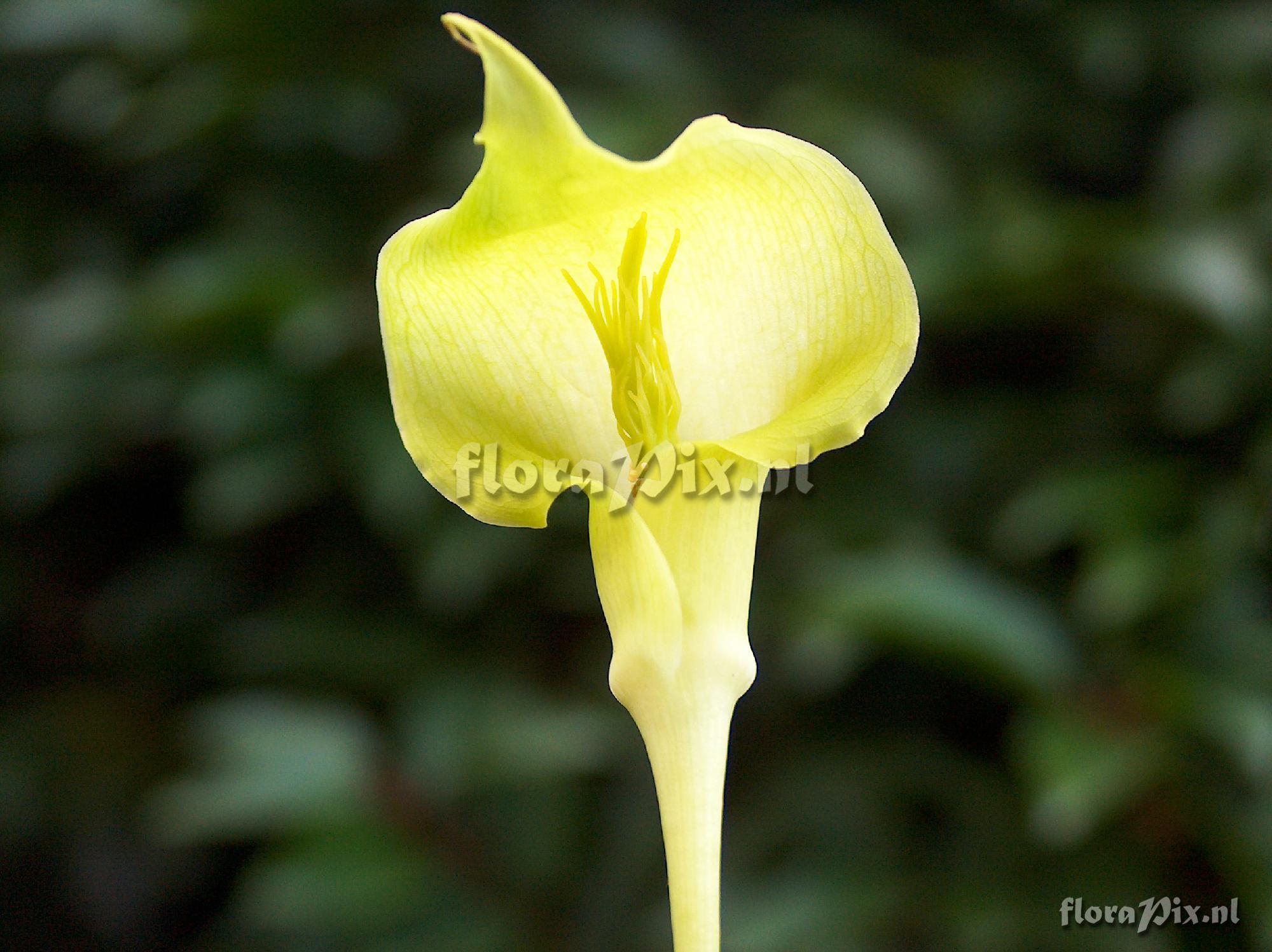 Arisaema maxwellii