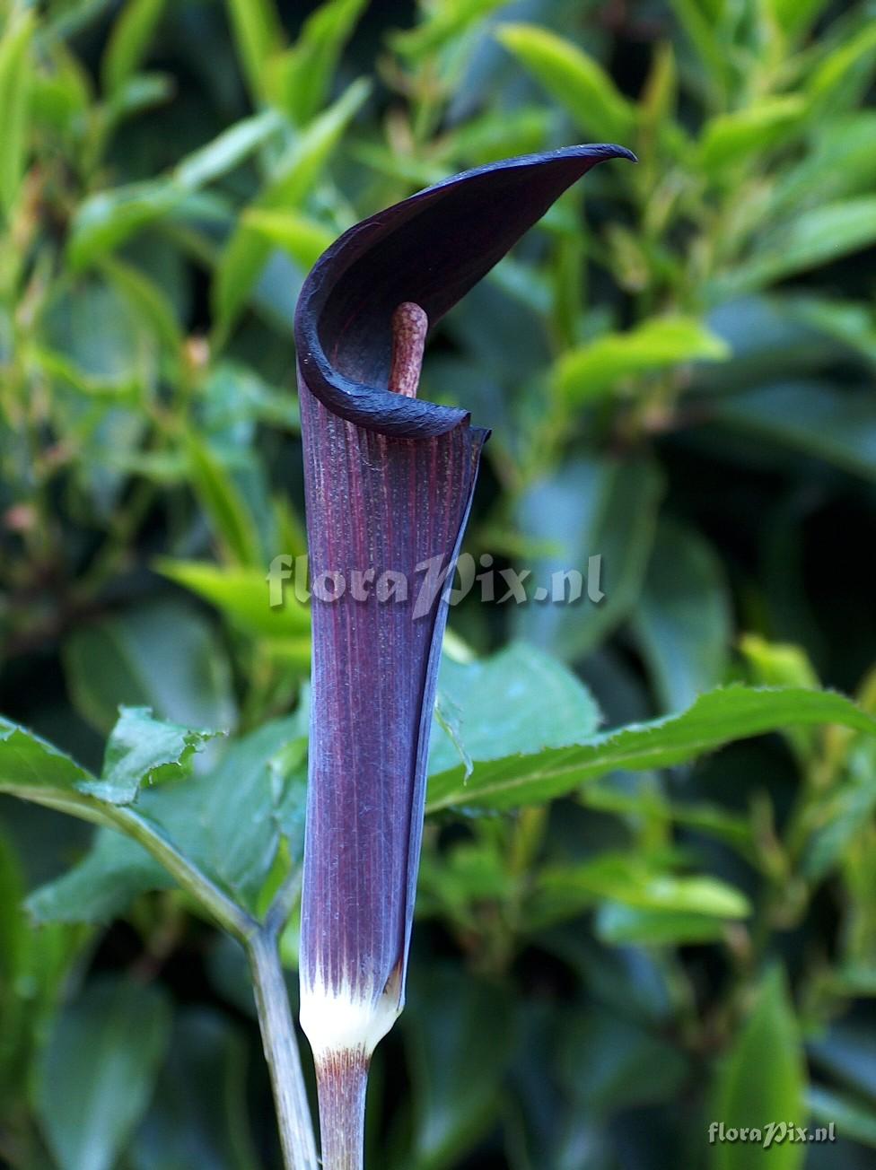 Arisaema mayebarae