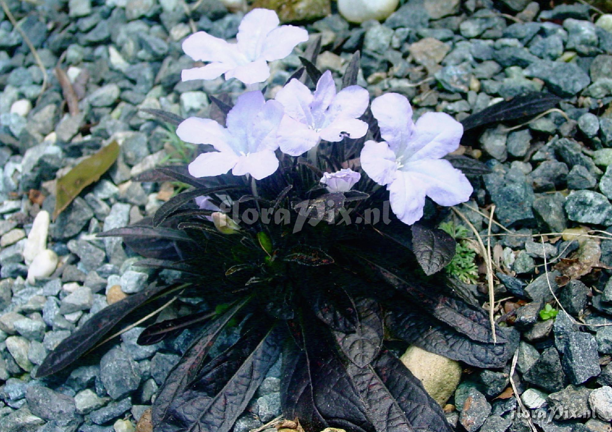 Ruellia 