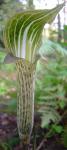 Arisaema nepenthoides (pale form)