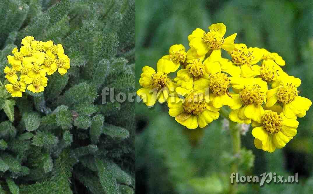 Achillea tomentosa