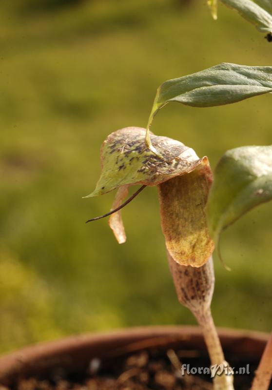 Arisaema omeiense